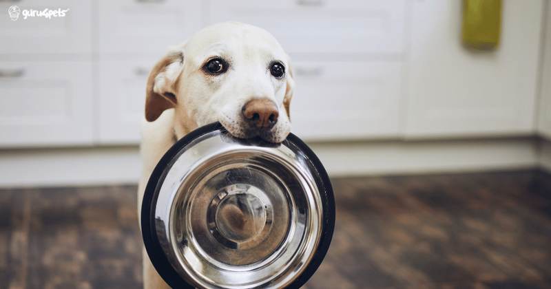 Tazón con comida natural horneada casera para perros y gatos, con trozos de carne y vegetales