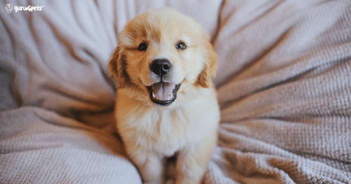 Cachorro jugando en el pasto durante su primer año de vida