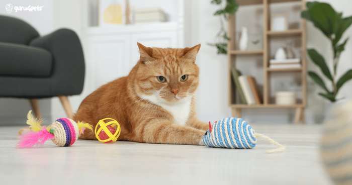 Un gato jugando con una caña de plumas en su sala de casa