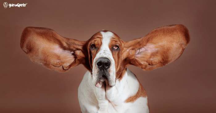 Una persona revisando con cuidado la oreja de un perro