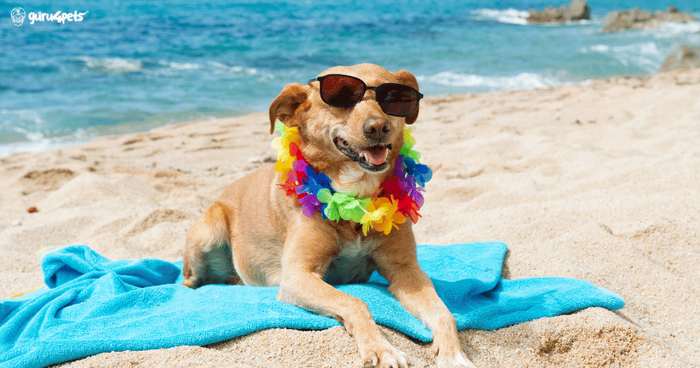 Un perro feliz esperando en la recepción de una guardería canina junto a su maleta de viaje
