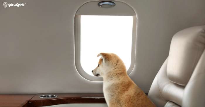 Una mascota dentro de su transportadora lista para viajar en avión